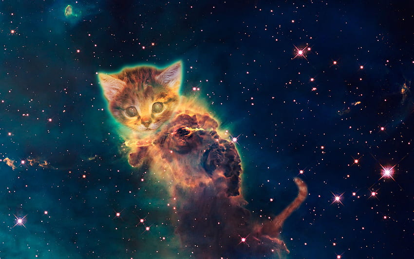 Galaxy Cat - Bing HD wallpaper | Pxfuel