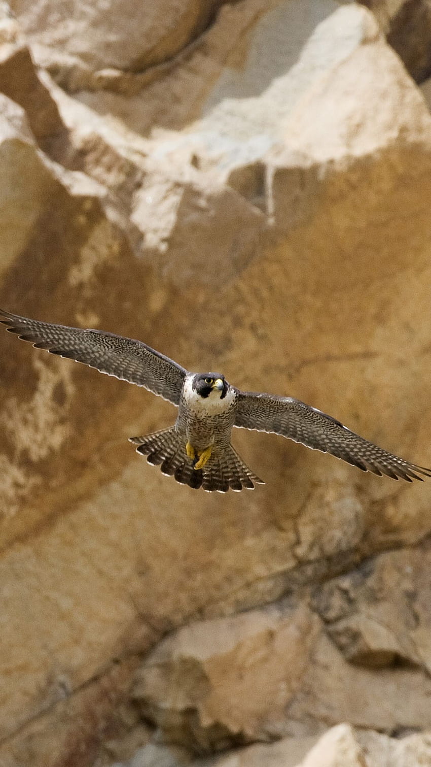 Hewan / Peregrine Falcon () Seluler . Aves wallpaper ponsel HD