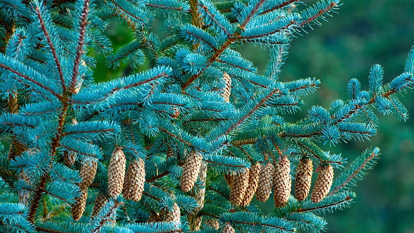 Beauty of Nature, spruce, cones, forest, tree HD wallpaper