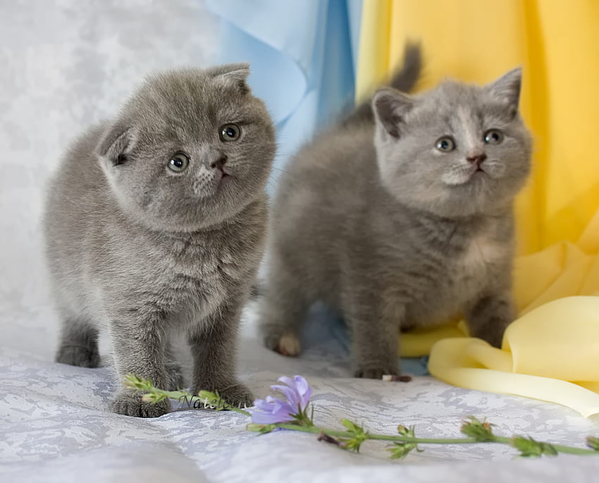 GRAY KITTEN, kitten, gray, cute, cat, feline, pet HD wallpaper
