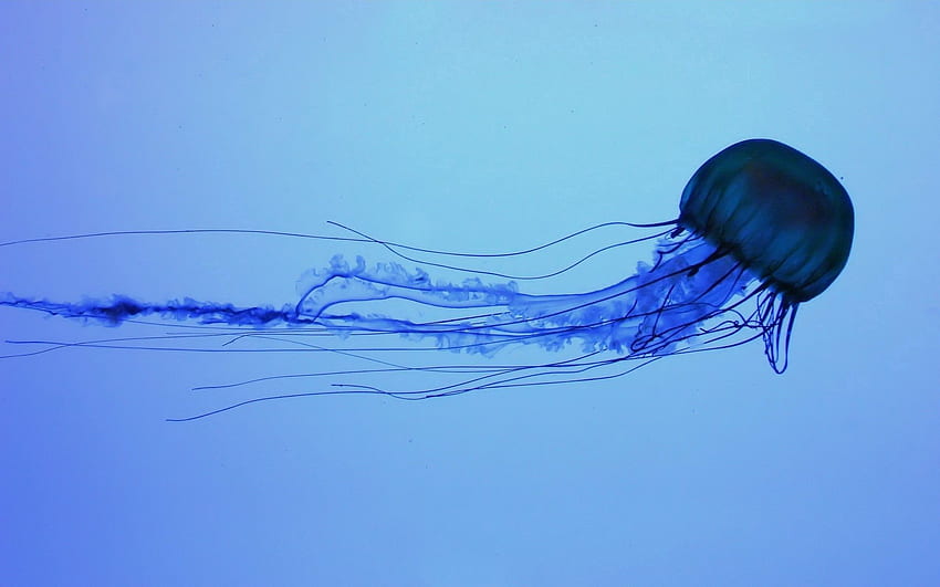 Animals, Jellyfish, Dark, To Swim, Swim, Underwater, Submarine HD wallpaper