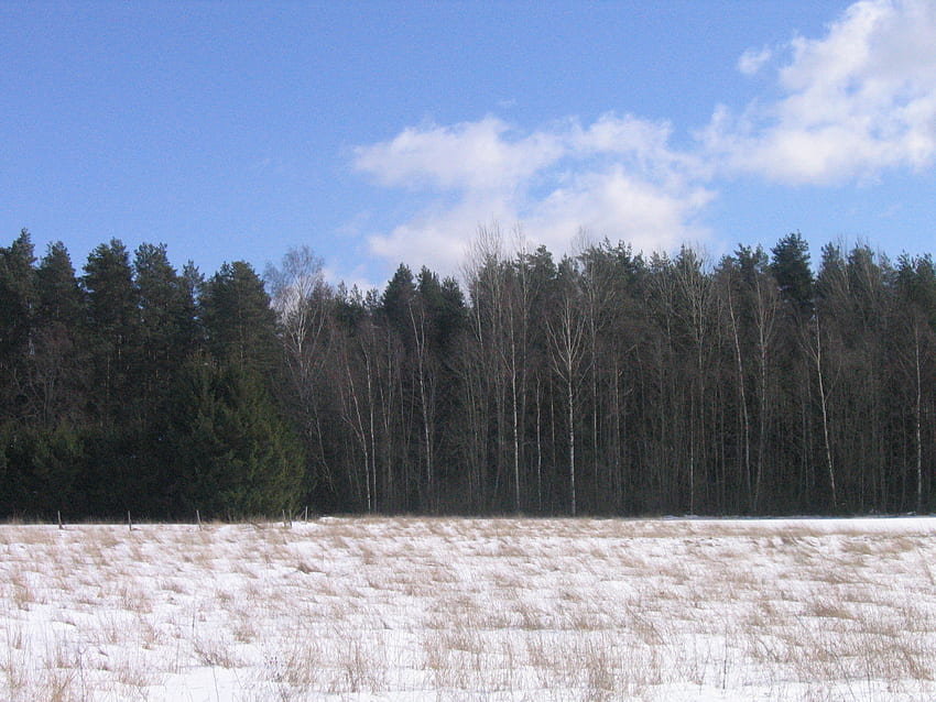 Estonya bayrağı - mavi siyah beyaz, estonya, kar, gökyüzü, bayrak, orman, ağaç HD duvar kağıdı