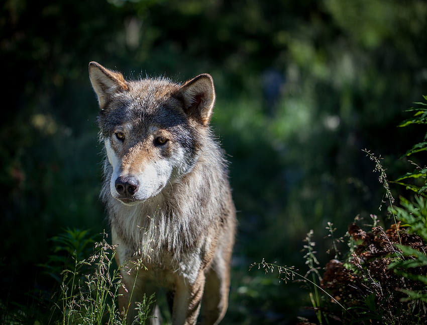 Tiere, Hund, Raubtier, Wolf, Wildtiere HD-Hintergrundbild