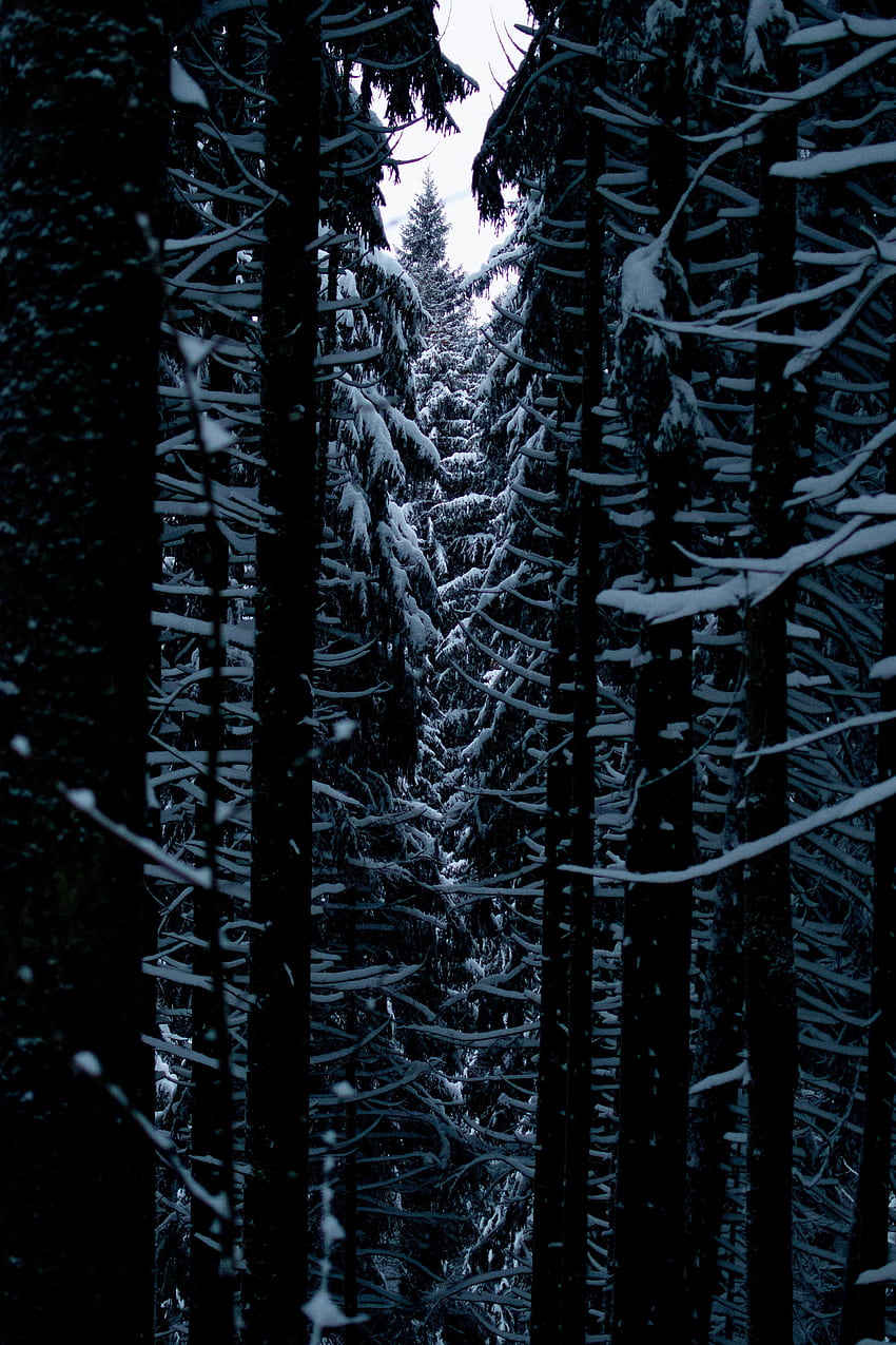 자연, 나무, 눈, 가지, 통로 HD 전화 배경 화면