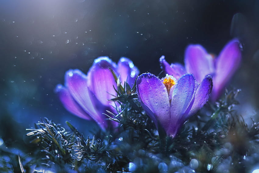 Frühlingskrokusse, Nahaufnahme, zart, nass, Tropfen, Blumen, schön, Frühling, Tau HD-Hintergrundbild