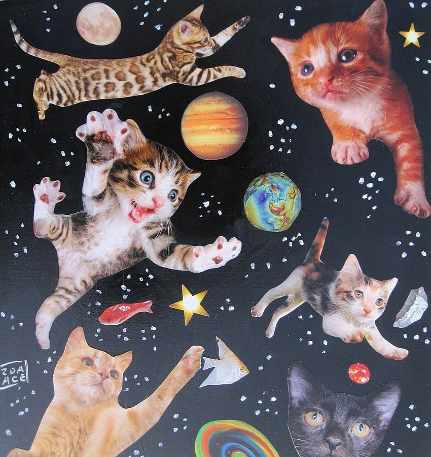 Zoa Ace, Kucing Luar Angkasa. Gatos loucos, Arte com gatos, Gatinhos fofos, Cat Collage wallpaper ponsel HD