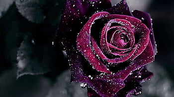 Hoa hồng màn hình bảo vệ: Hình nền màn hình bảo vệ với hình ảnh hoa hồng đầy thơm ngát, sẽ giúp bạn thư giãn và tận hưởng những khoảnh khắc trong ngày dài. Đẹp mắt và hấp dẫn, hãy tải ngay để mang lại cho màn hình của bạn một vẻ đẹp mới lạ.