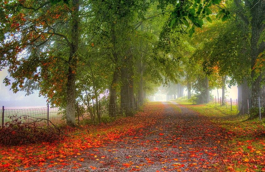 AUTUMN LEAVES, path, trees, autumn, road, forest HD wallpaper