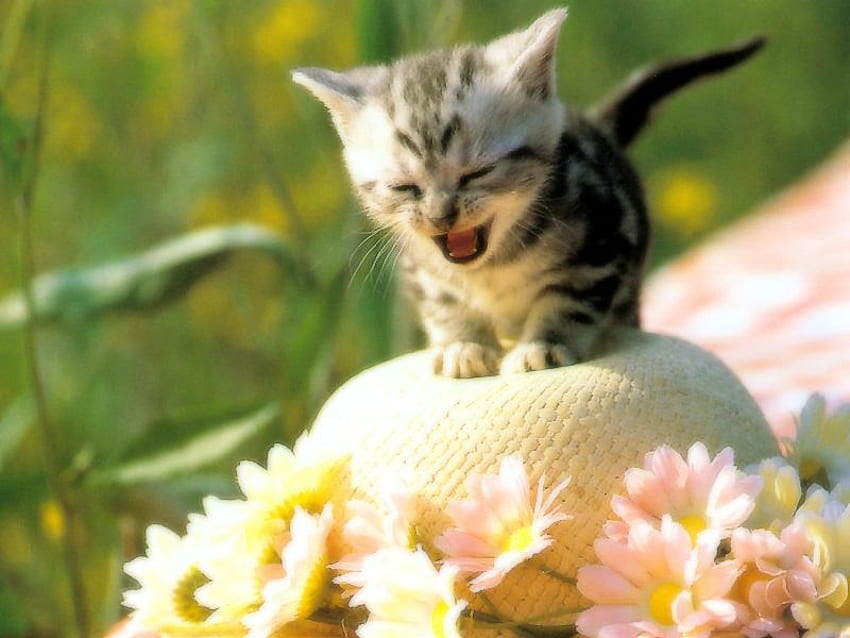 Cat, kitten, grass, flower HD wallpaper