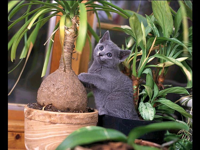 Gatto tra piante, gattino, pianta, gatto, natura, vaso Sfondo HD