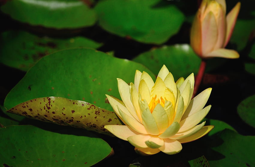Flowers, Leaves, Water Lilies, Close-Up, Shadow, Pond HD wallpaper