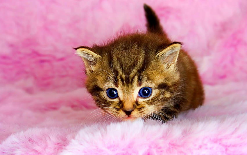 Kociak, słodki, zwierzęcy, różowy, uroczy, kot Tapeta HD