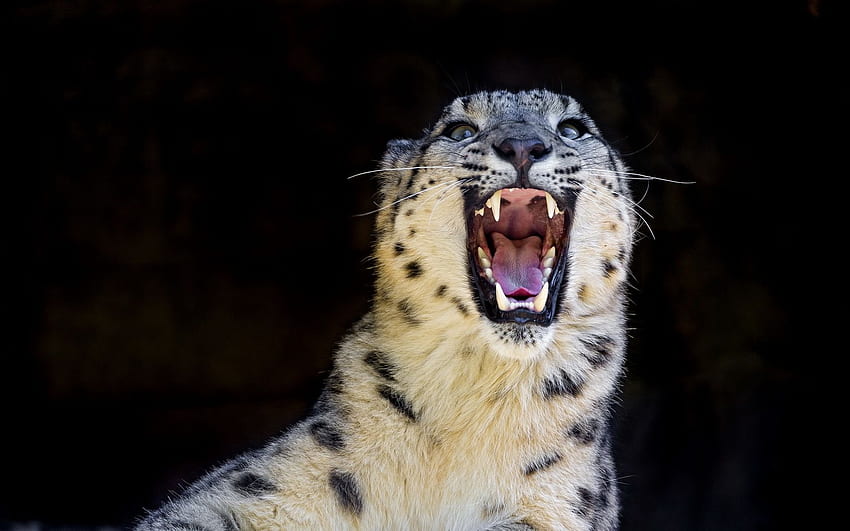 sonrisa, leopardo de las nieves, leopardo de las nieves, gato montés, depredador, irbis 83822, 1680X1050 fondo de pantalla