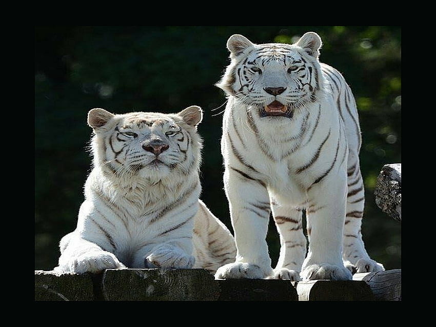 Magestic pair, stripes, white, black, tiger HD wallpaper