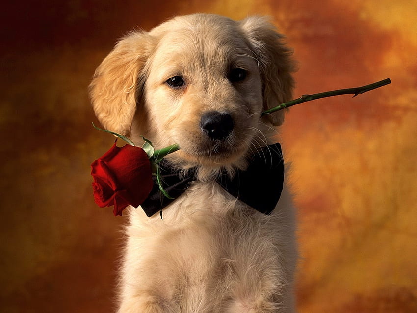 Animals, Dogs, Roses, Postcards HD wallpaper