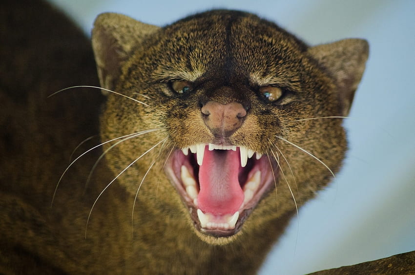Animals, Aggression, Grin, Muzzle, Predator, Big Cat, Jaguarundi HD wallpaper