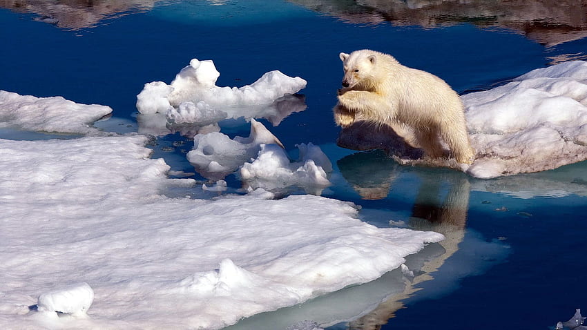 Animals, Water, Ice, Snow, Bounce, Jump, Ice Floes, Polar Bear HD wallpaper