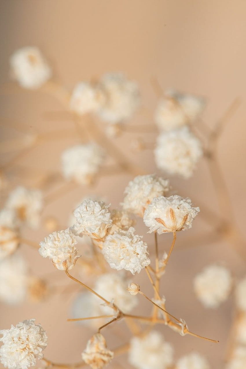 Premium of Dried gypsophila flowers macro shot 2329523 in 2021. Gypsophila flower, Flower beauty, Aesthetic iphone HD電話の壁紙
