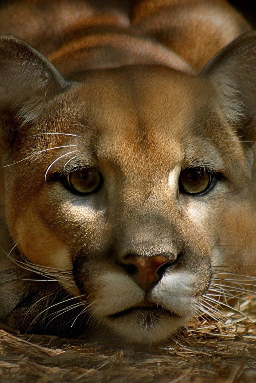 Goldie Lint über Animaux Sauvages. Tier , Tiere, Aquarium leben, Puma-Tier HD-Handy-Hintergrundbild