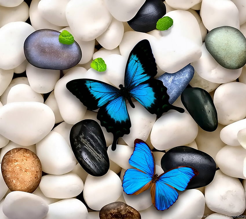 Kelebekler: Mavi Beyaz Kelebekler Taş Arka Plan. Arka Plan, Renkli Taşlar HD duvar kağıdı
