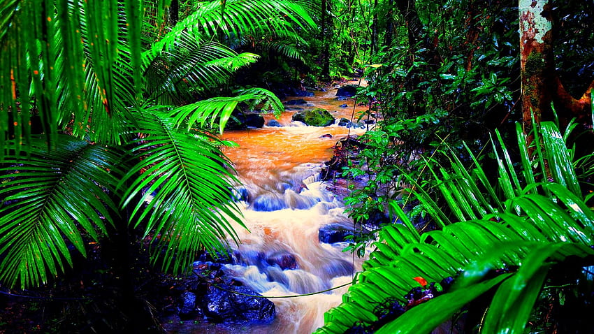 Amazon Rainforest, Amazon River HD wallpaper | Pxfuel