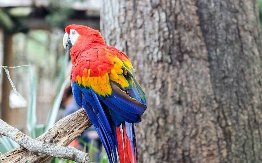Animals, Parrots, Bird, Branch, Color HD wallpaper