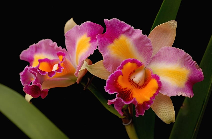 Flores, Brilhante, Close-up, Orquídeas papel de parede HD