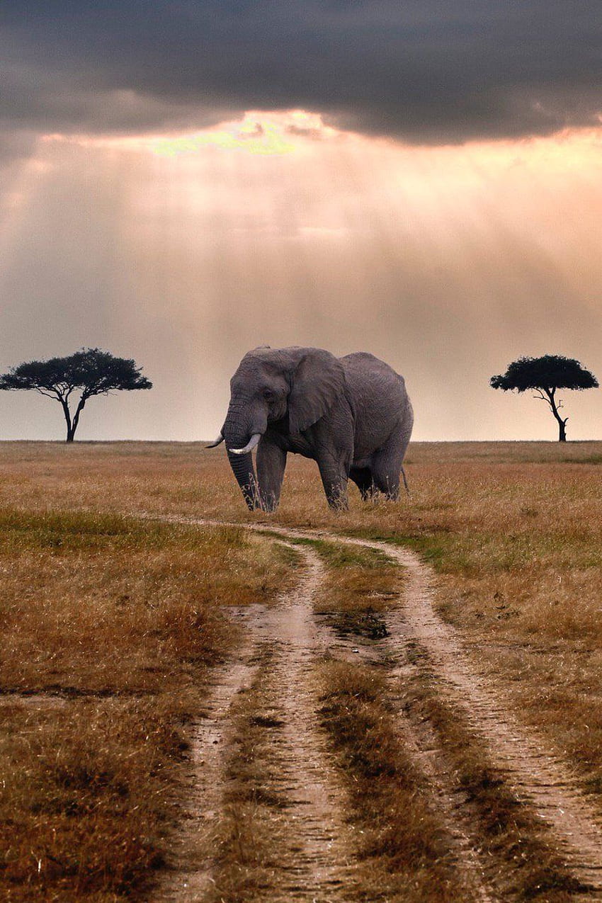 모빌, 아프리카 야생동물 HD 전화 배경 화면