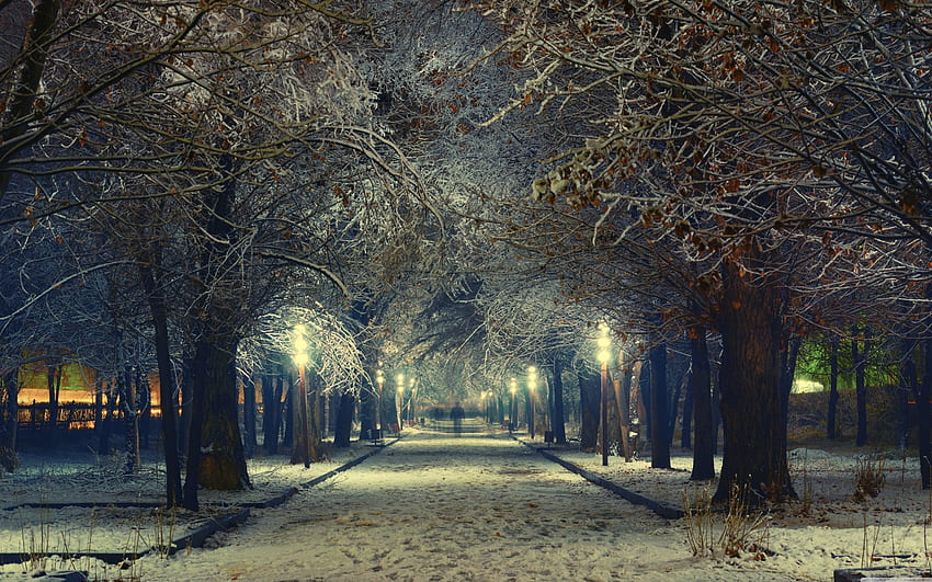 *** Taman musim dingin ***, musim dingin, alam, salju, taman Wallpaper HD
