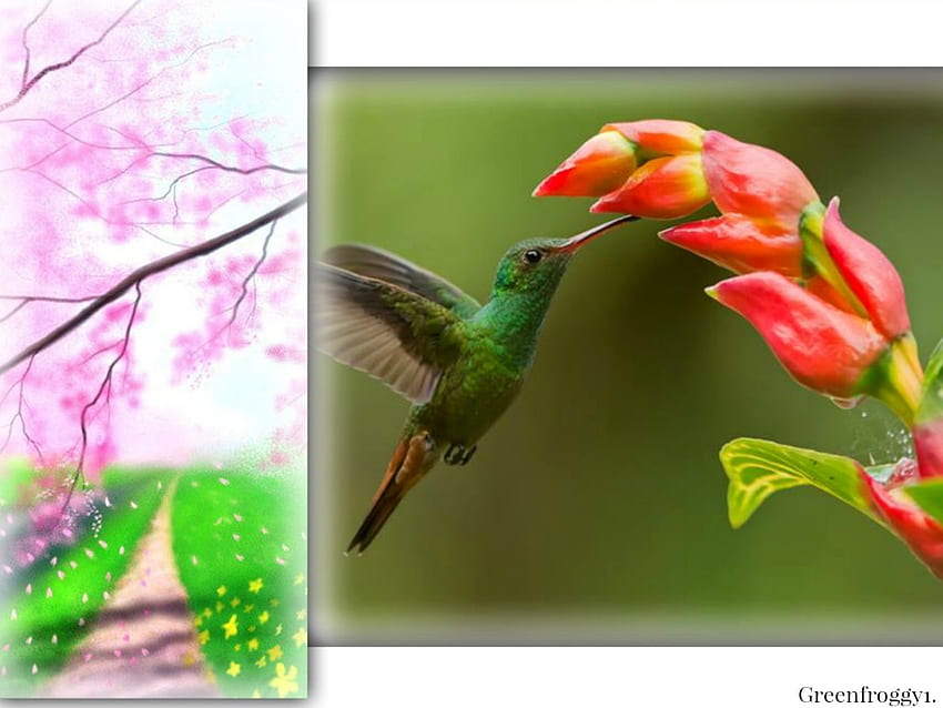 Kolibri-Fütterung, Kolibri, gerahmt, Tier HD-Hintergrundbild