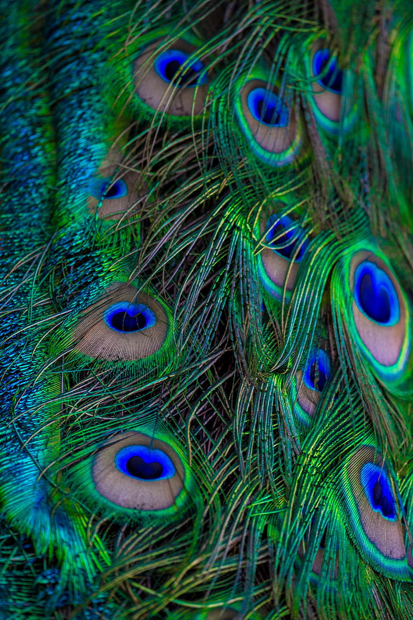 Feather, Macro, Pattern, Beautiful, Peacock HD phone wallpaper