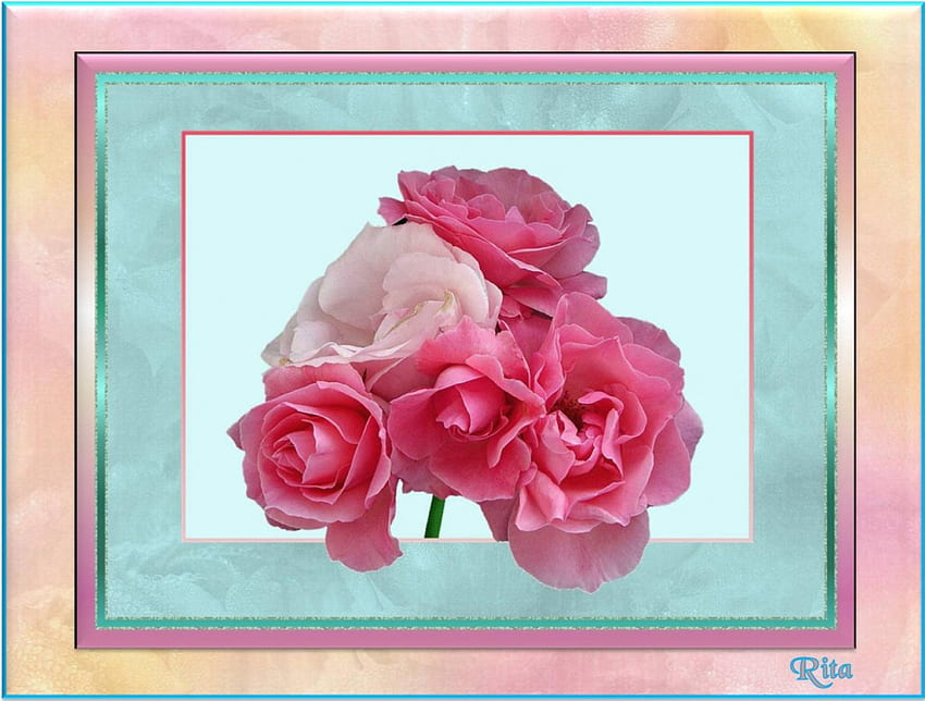 FOR ALL THE ROSE LOVERS ON DN., deep pink, in double frame, roses, pale pink HD wallpaper