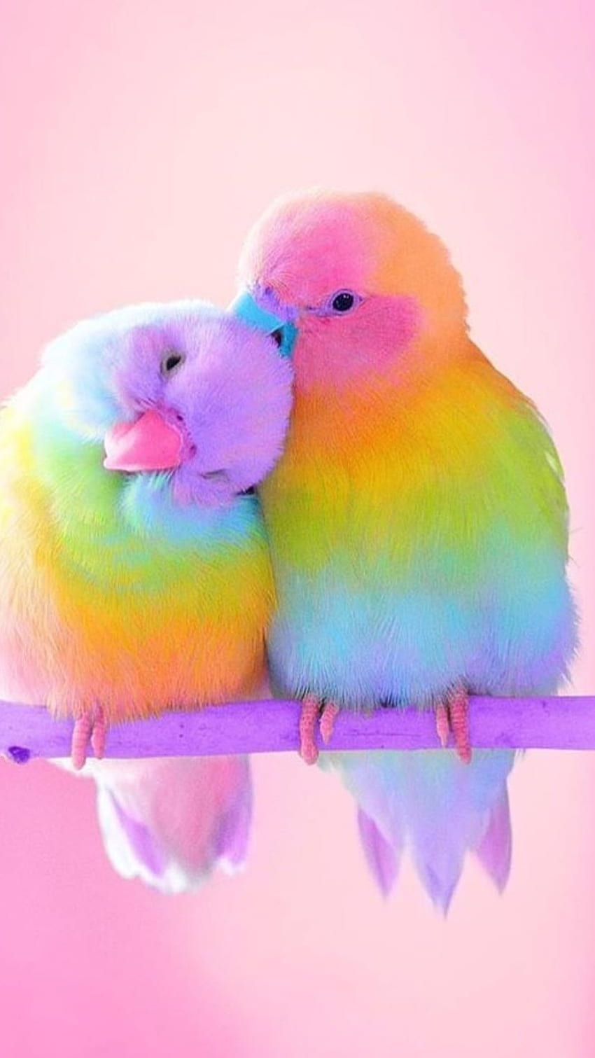 Burung Cinta, Cinta, Burung wallpaper ponsel HD
