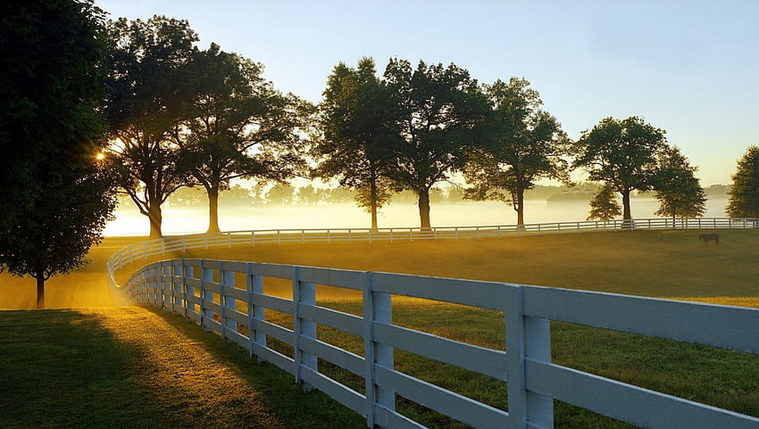 morning on a horse farm, mist, pastures, horse, morning, fence, trees, farm HD wallpaper