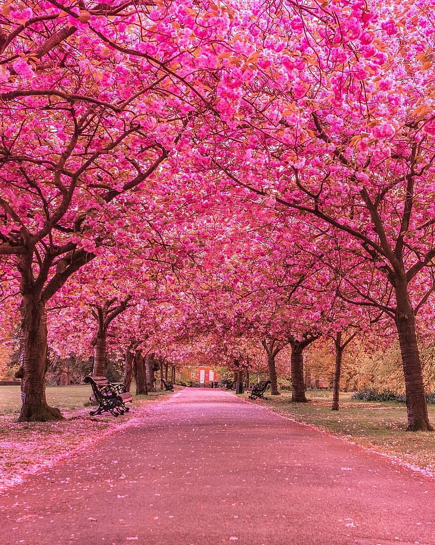 그리니치 공원 런던의 아름다운 벚꽃. 놀라운 자연, 눈 덮인 벚꽃 나무 HD 전화 배경 화면