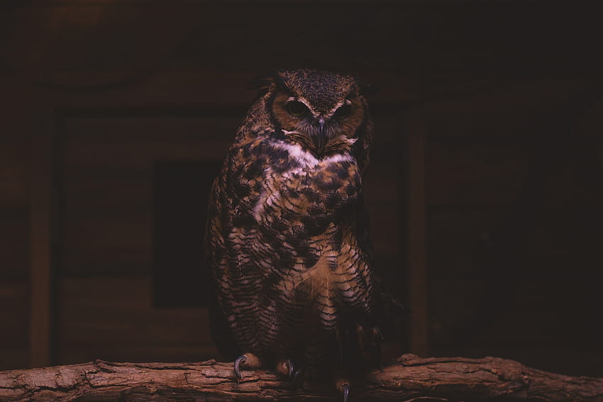 Animals, Owl, Bird, Sit, Predator HD wallpaper