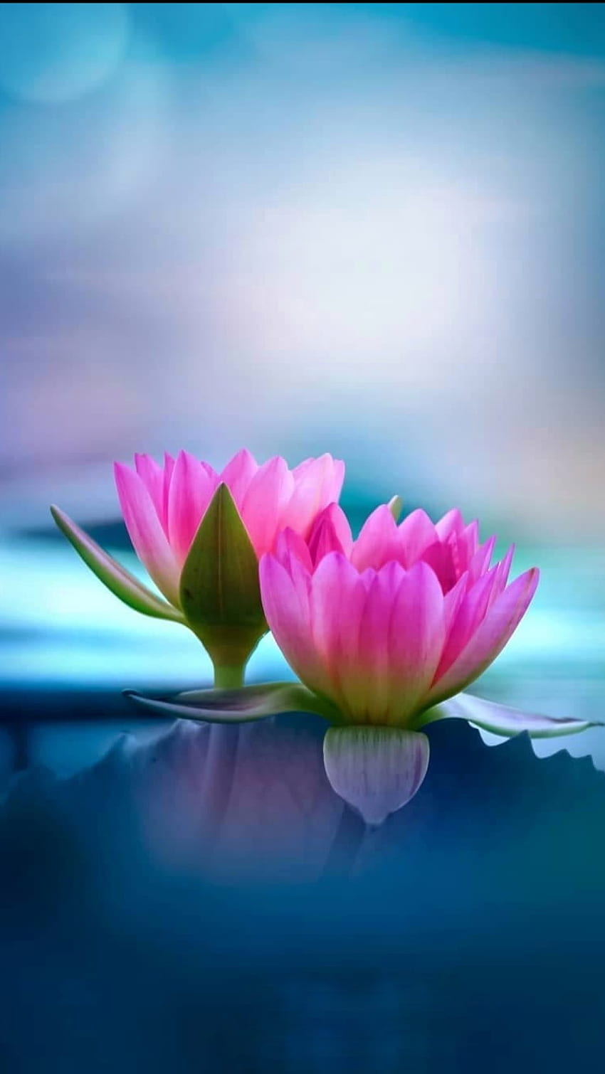 Lotus, pink, Lily, flower HD phone wallpaper