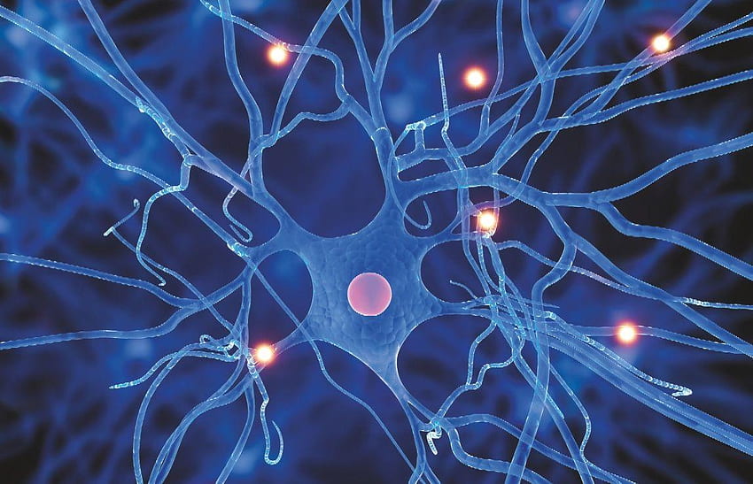 Neurons, Brain Neuron HD wallpaper