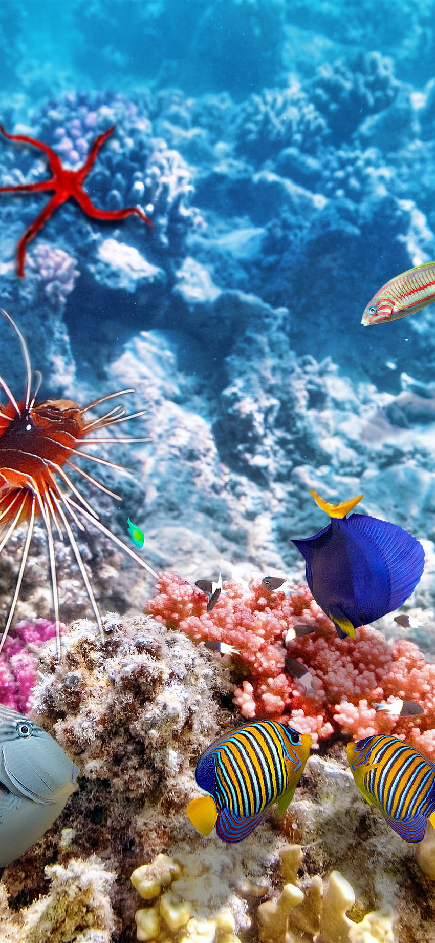 Peces de colores, bajo el agua, mar, pez payaso - -, océano bajo el agua iPhone fondo de pantalla del teléfono
