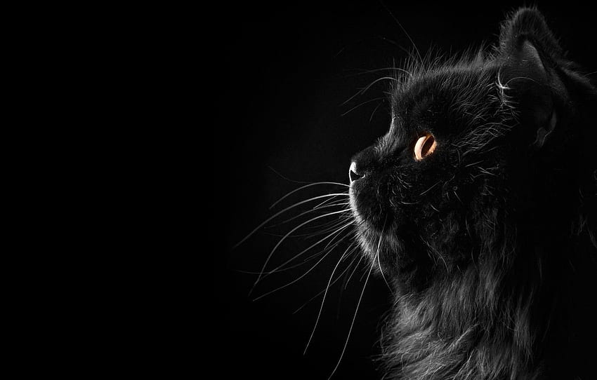 Cat, Black background, Background, Black, Cat, Fon, Silhouette for , section кошки HD wallpaper