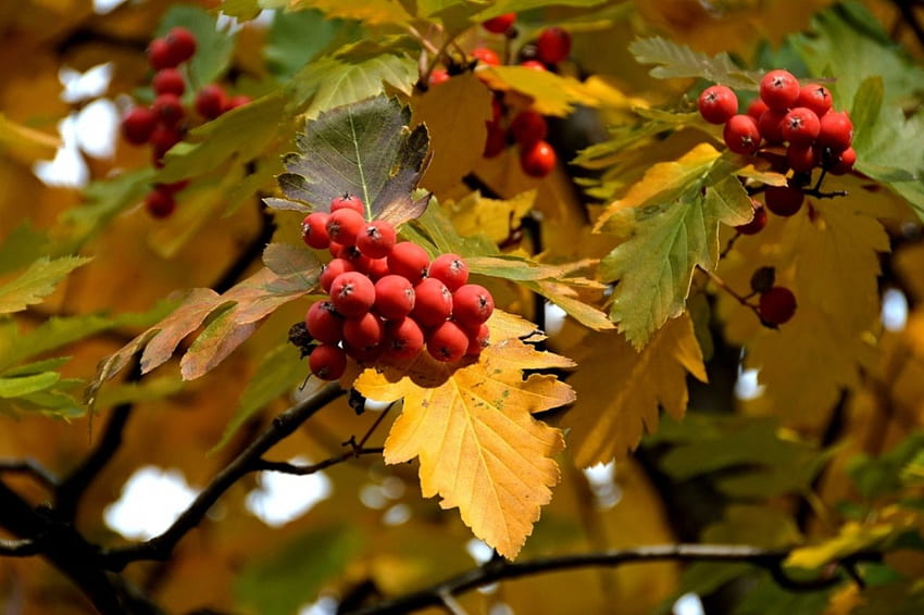 Autumn Berries, berries, Nature, Foliage, Autumn HD wallpaper | Pxfuel