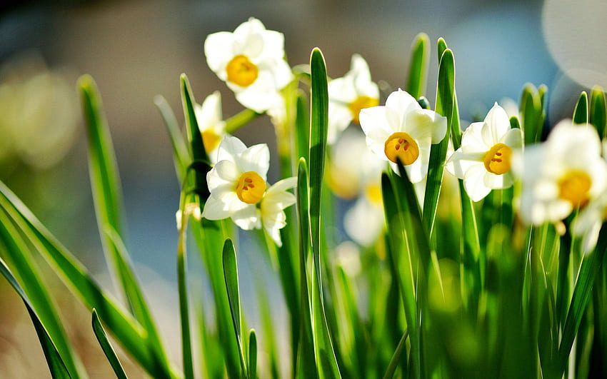 Narzissen-Hintergrund. Spectrum Narcissus, Narcissus und Narcissus Background HD-Hintergrundbild