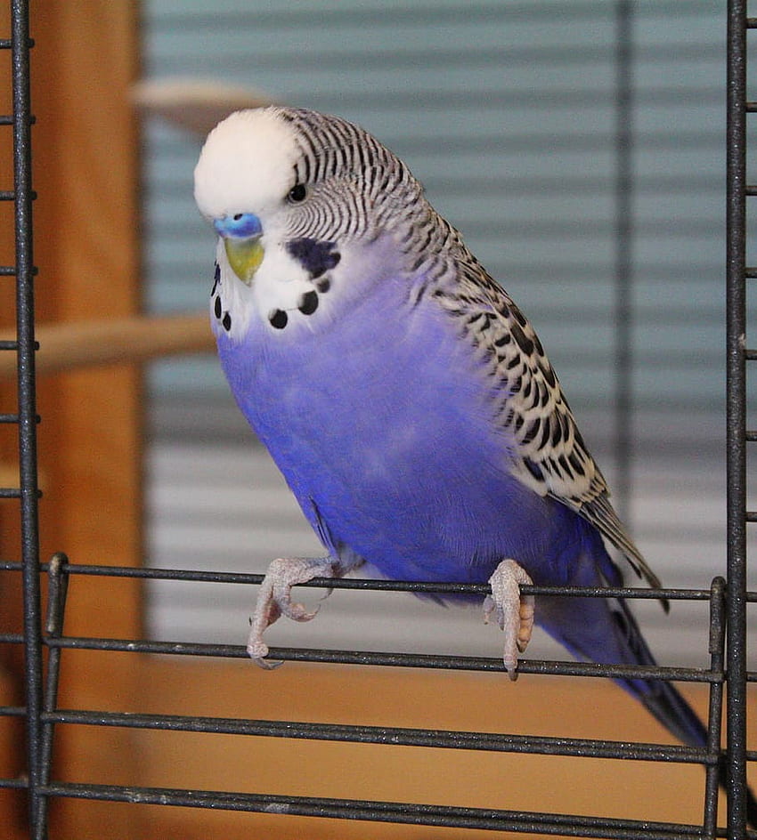 : budgie, blue, parakeet, pet, bird, plumage, feather HD phone wallpaper