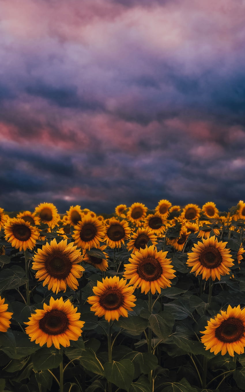 Sunflower Farm, Sunset, Cloudy Day, Samsung Galaxy Note Gt N7000, Meizu Mx 2, Background HD phone wallpaper