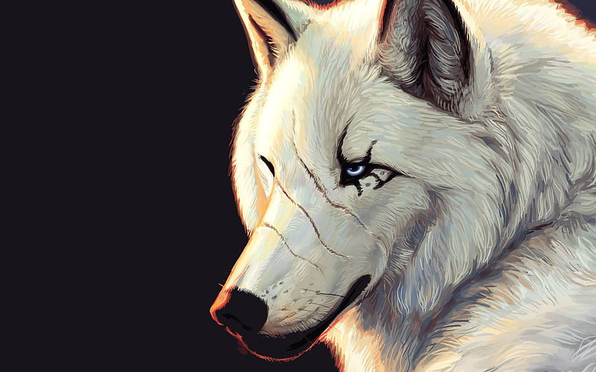 blue eyes, white, scars, black background, wolf 34808, 1440X900 Wolf HD wallpaper