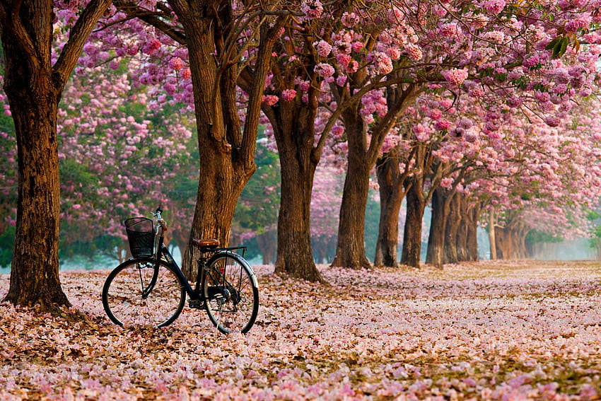 spring, bike, bicycle, trees, pink flowers, petals, spring time, flowers - HD wallpaper