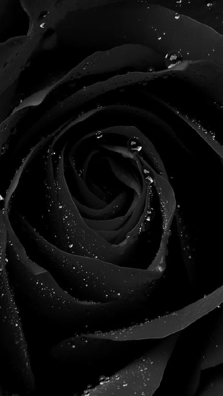 телефон ❤」おしゃれまとめの人気アイデア｜Pinterest｜Oneisha Jones. 黒, PC 壁紙, 花, Черна роза 3D HD тапет за телефон