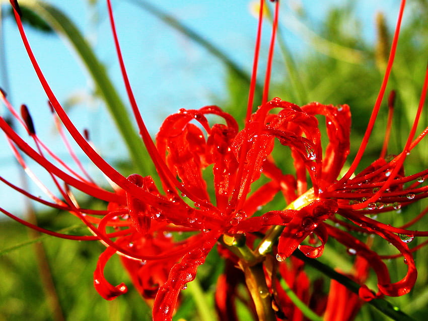 Flower graphy : Red spider lily Flowers, Lycoris radiata Flowers 6 HD wallpaper