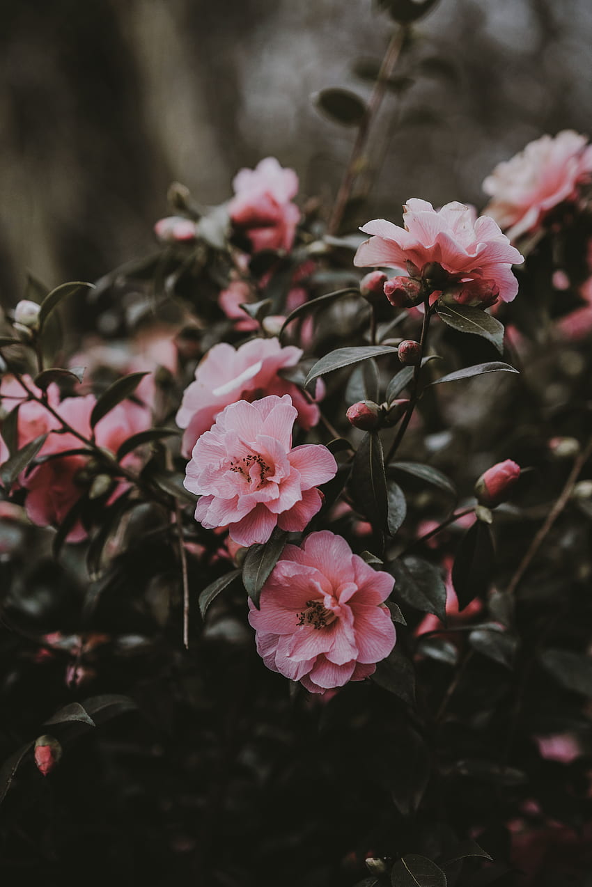 Flowers, Pink, Bush, Wild Rose HD phone wallpaper