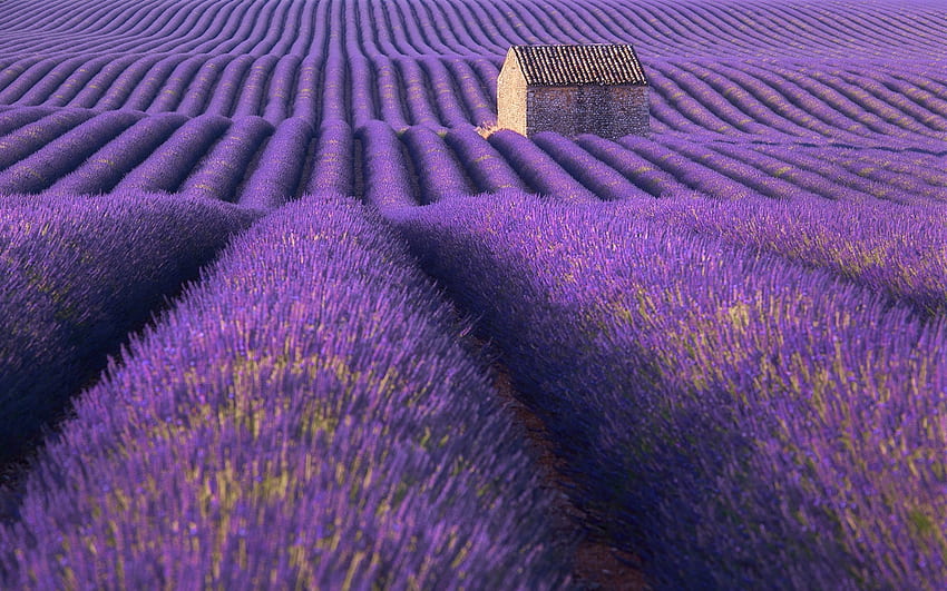 Lavender field, purple, house, summer, Lavender Fields HD wallpaper